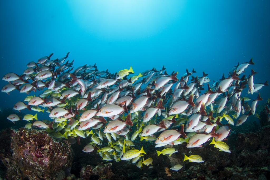 Boutique Beach All Inclusive Diving Hotel Dhigurah  Exterior foto