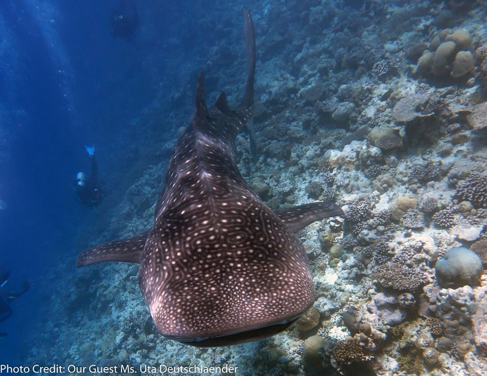 Boutique Beach All Inclusive Diving Hotel Dhigurah  Exterior foto