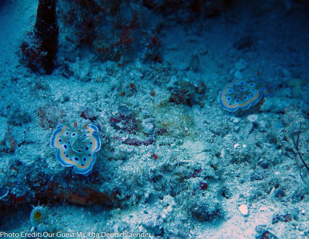 Boutique Beach All Inclusive Diving Hotel Dhigurah  Exterior foto