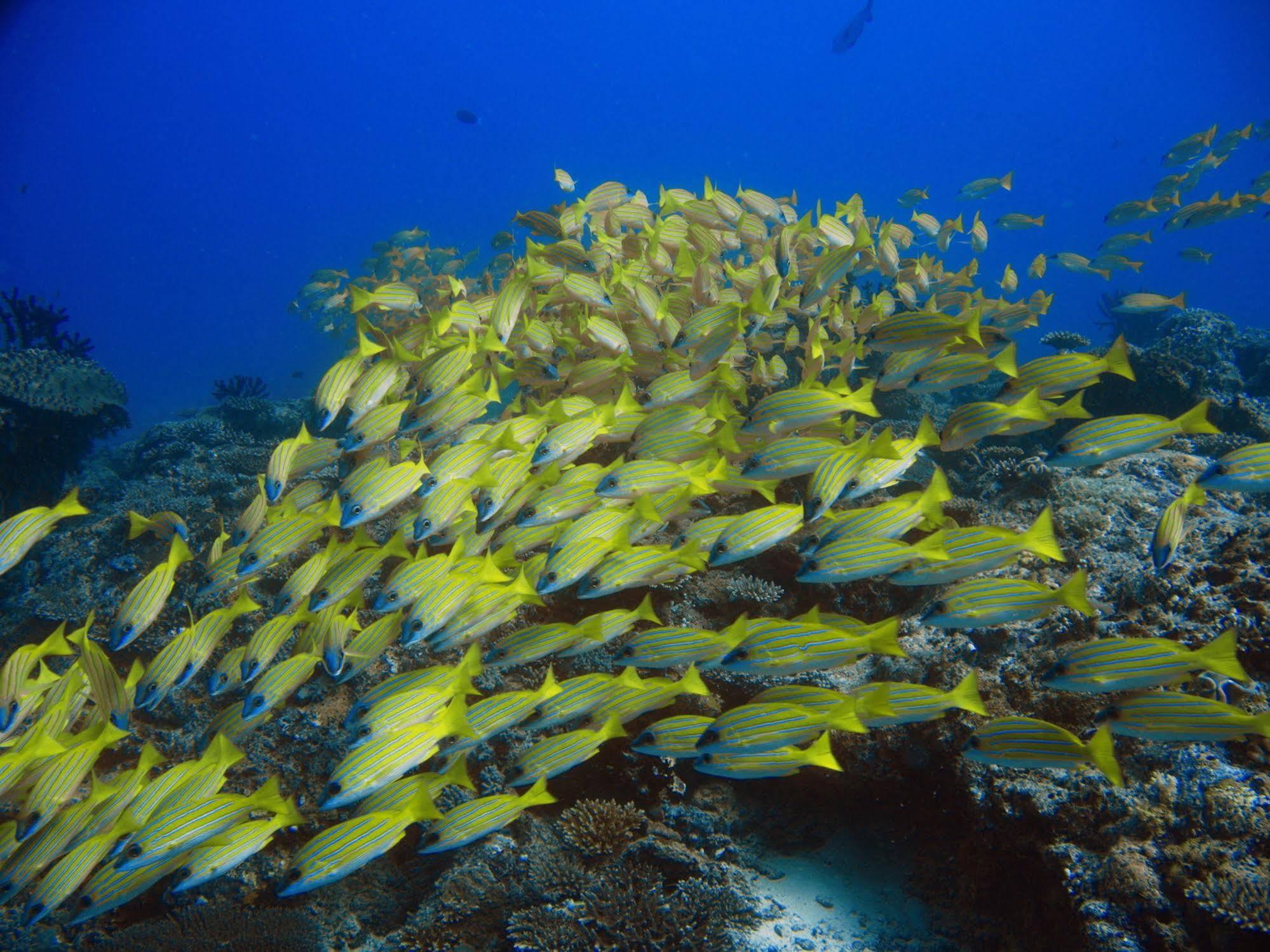 Boutique Beach All Inclusive Diving Hotel Dhigurah  Exterior foto