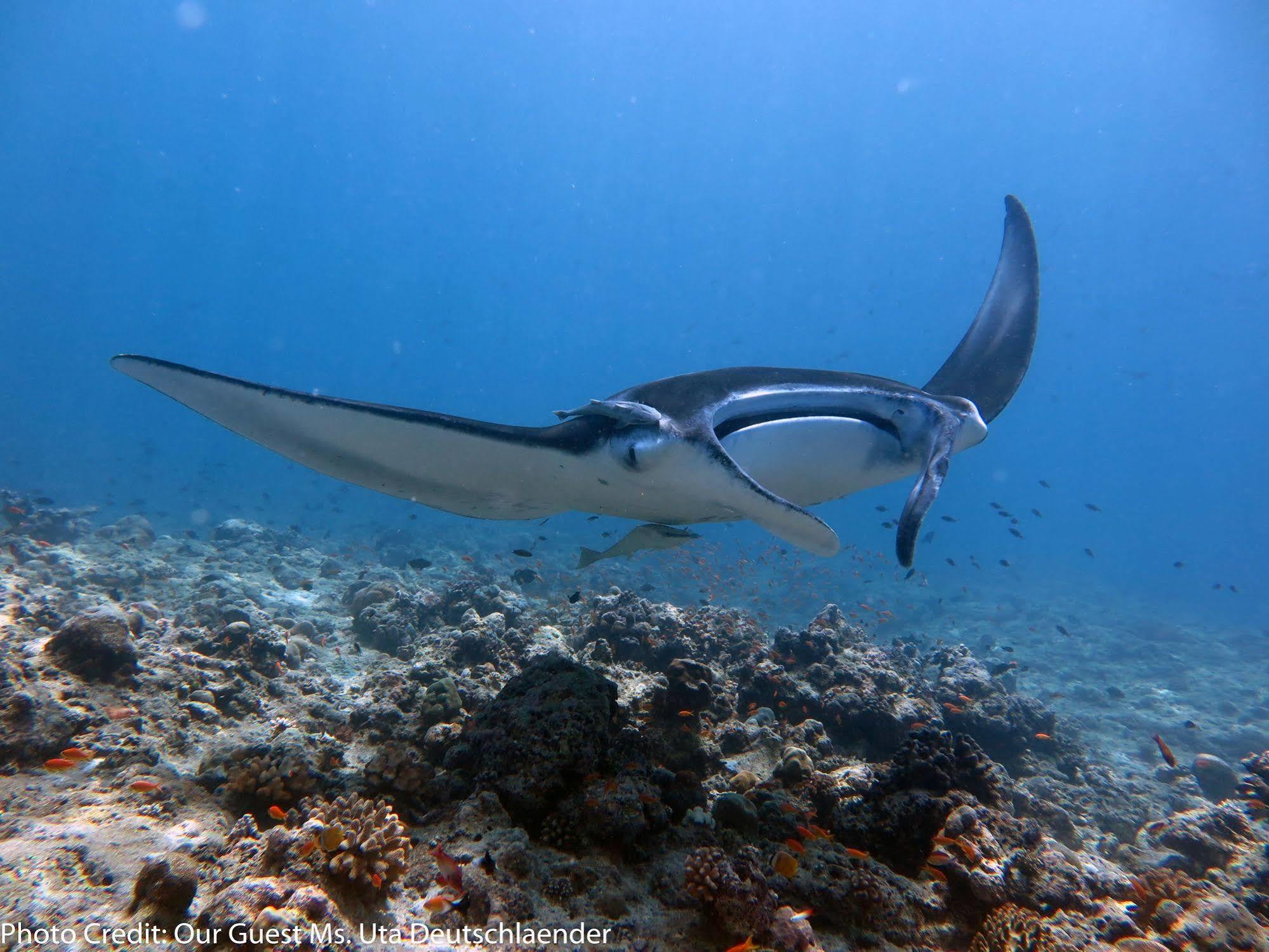 Boutique Beach All Inclusive Diving Hotel Dhigurah  Exterior foto