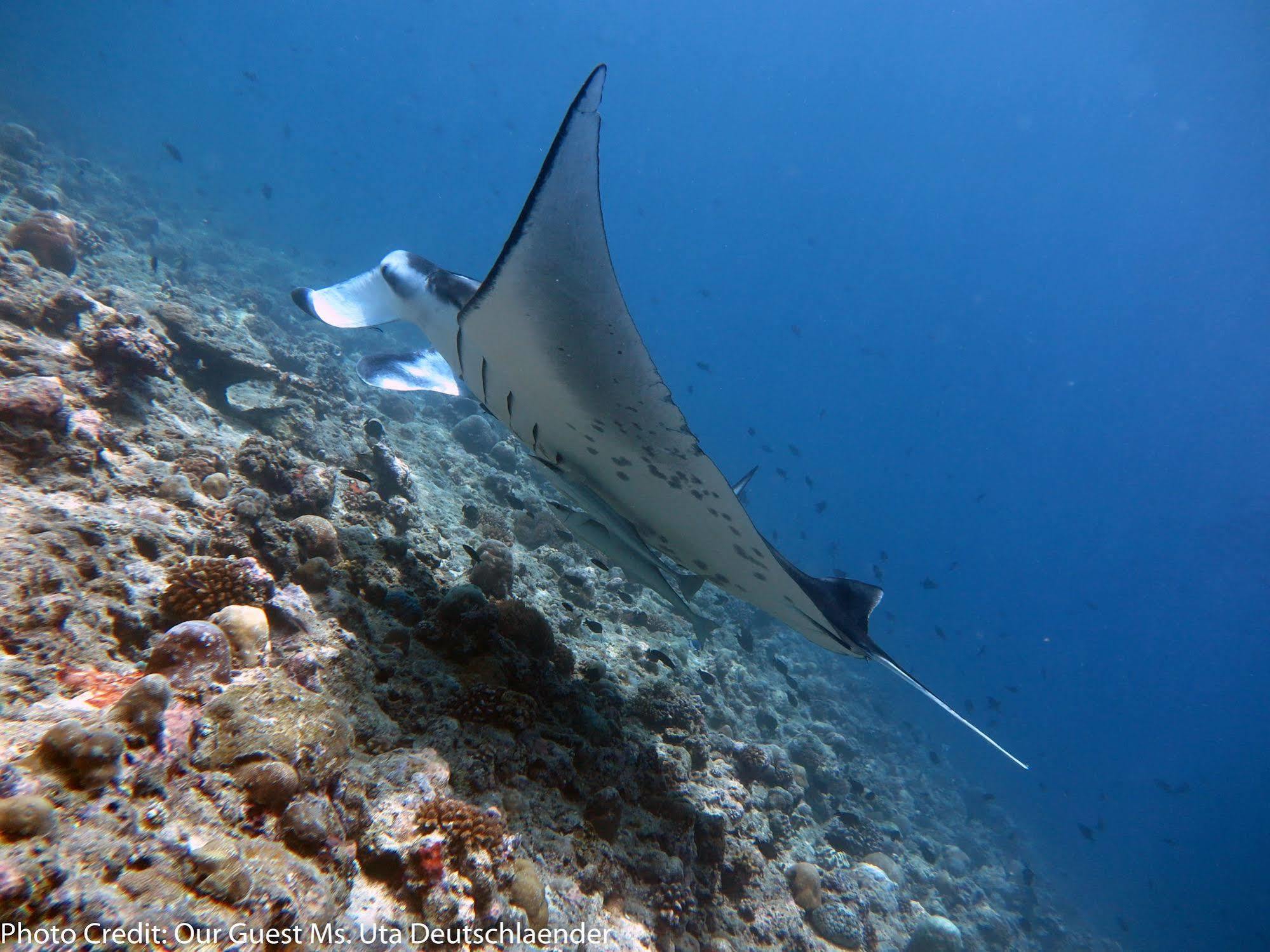 Boutique Beach All Inclusive Diving Hotel Dhigurah  Exterior foto