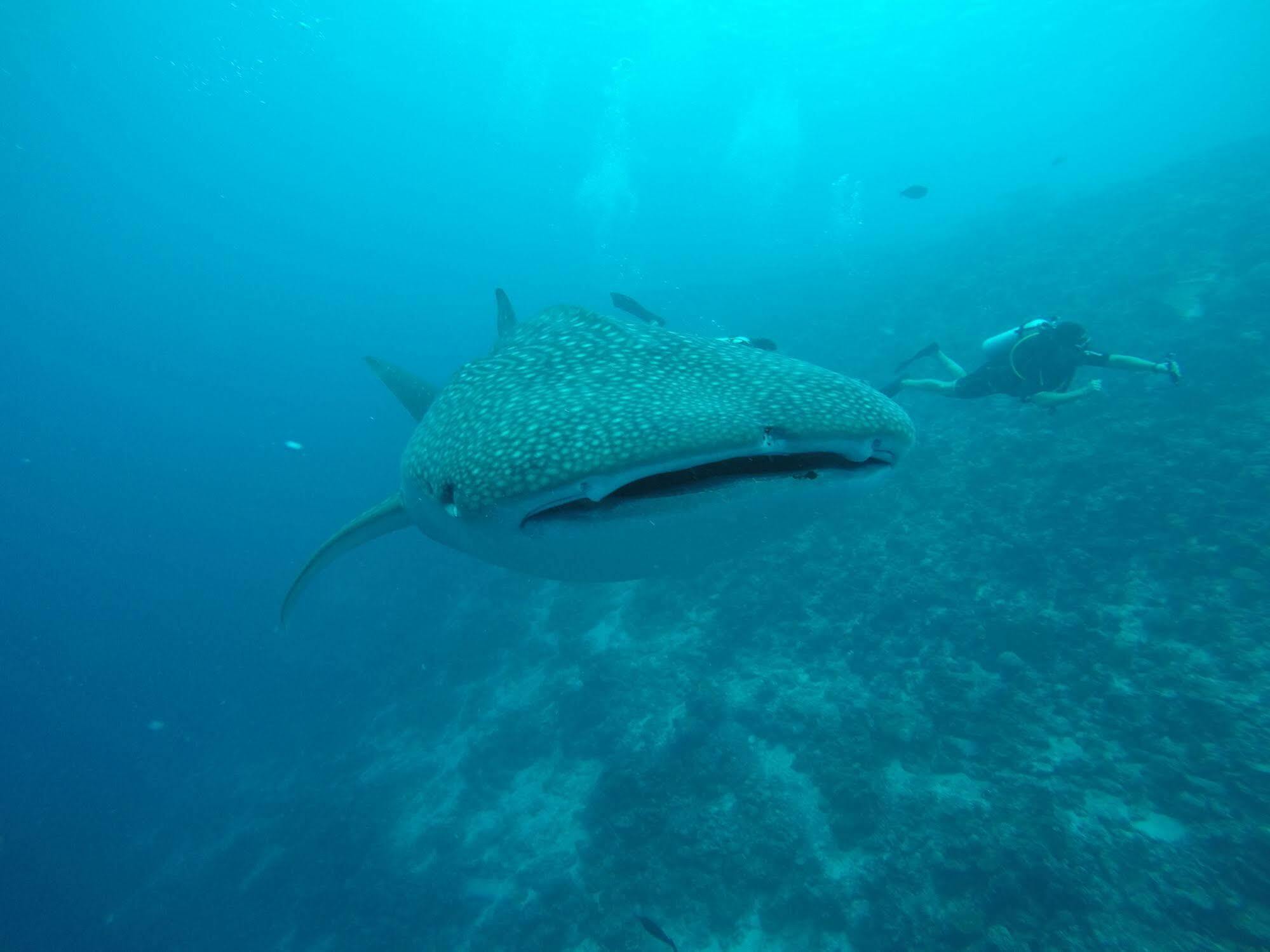 Boutique Beach All Inclusive Diving Hotel Dhigurah  Exterior foto
